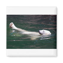 Polar bear just lazing magnets