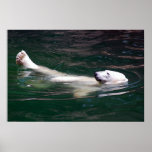 Polar bear just lazing posters