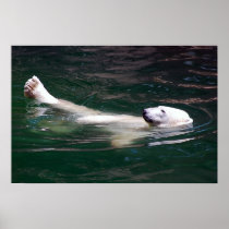 Polar bear just lazing posters