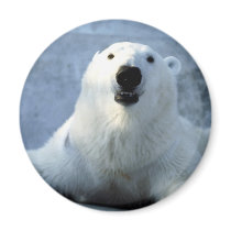 Polar Bear magnets