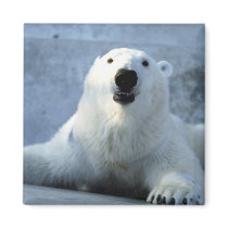 Polar Bear magnets