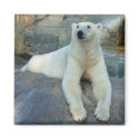 Polar Bear magnet