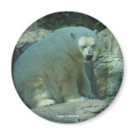 Polar Bear Magnets