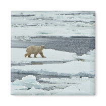 Polar Bear Magnets