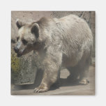 Polar Bear Magnet