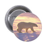 ursus, polar bear, bears, wildlife, artic, animals, nature, photography, photos, snow