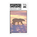 ursus, polar bear, bears, wildlife, artic, animals, nature, photography, photos, snow