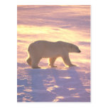 ursus, polar bear, bears, wildlife, artic, animals, nature, photography, photos, snow