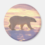 ursus, polar bear, bears, wildlife, artic, animals, nature, photography, photos, snow