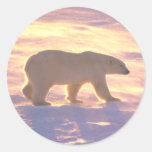 Polar Bear Morn 3 Stickers