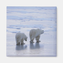 Polar Bear Mother and Cub Refrigerator Magnets