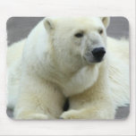 polar bear, bear, large bear, mammal, polar, white bear, white polar bear, arctic, arctic bear, bears, zoo, animal, wild life, wild animal, animals
