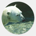 Polar Bear Photo Round Stickers