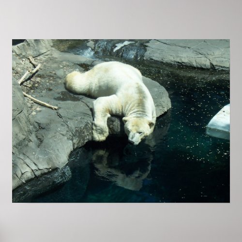 Polar Bear Picture print