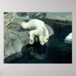 Polar Bear Picture Posters