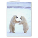 Polar Bear Play Card