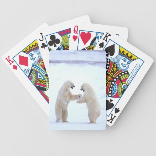 Polar Bear Play Deck Of Cards