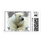 polar bear, bear, bears, polar, mammal, zoo, animals, animal, polar bears, arctic, arctic bear, arctic polar bear, white polar bear