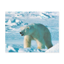 Polar Bear Postcards
