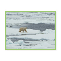 Polar Bear Post Card