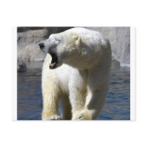 Polar Bear postcards