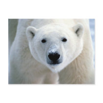 polar bear postcards