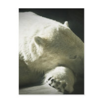 Polar Bear Postcard