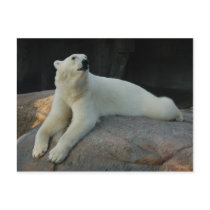Polar Bear postcard