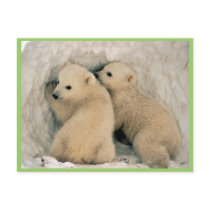 Polar Bear Post Card