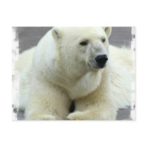 Polar Bear Postcard
