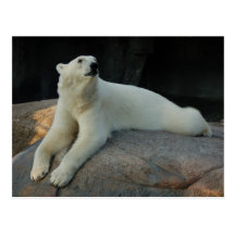 Polar Bear postcard