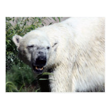Polar Bear Postcard