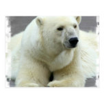 polar bear, bear, large bear, mammal, polar, white bear, white polar bear, arctic, arctic bear, bears, zoo, animal, wild life, wild animal, animals