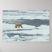 Polar Bear Print