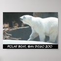 Polar Bear Poster posters
