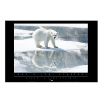 Polar Bear Poster posters