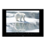Polar Bear Poster