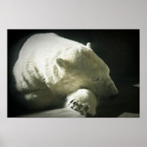 Polar Bear Posters
