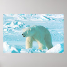 Polar Bear Print