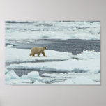 Polar Bear Print
