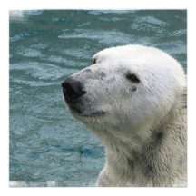 Polar Bear Profile Invitation