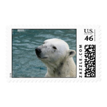 Polar Bear Profile Stamp