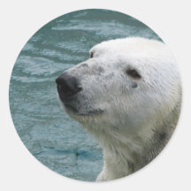 Polar Bear Profile Stickers