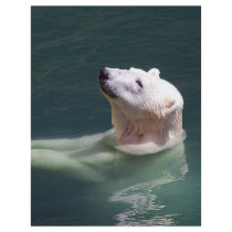 Polar bear resting flyer