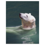 Polar bear resting flyer