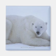 Polar Bear Resting in Snow Refrigerator Magnets