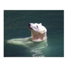 Polar bear resting invitations