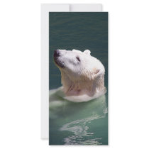 Polar bear resting personalized rack card