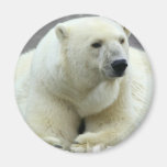 polar bear, bear, large bear, mammal, polar, white bear, white polar bear, arctic, arctic bear, bears, zoo, animal, wild life, wild animal, animals