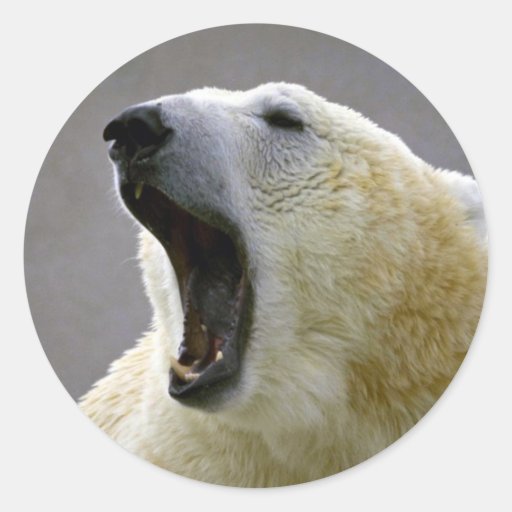 Polar bear round stickers | Zazzle